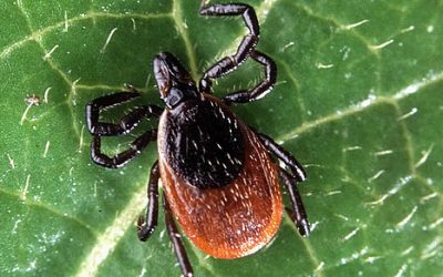 Tick management on your property